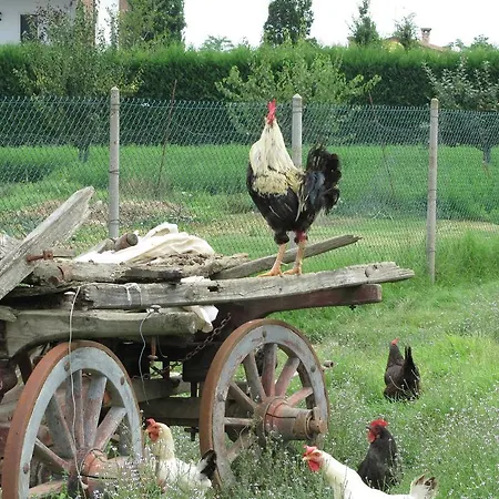 Agriturismo Gallo Nero *